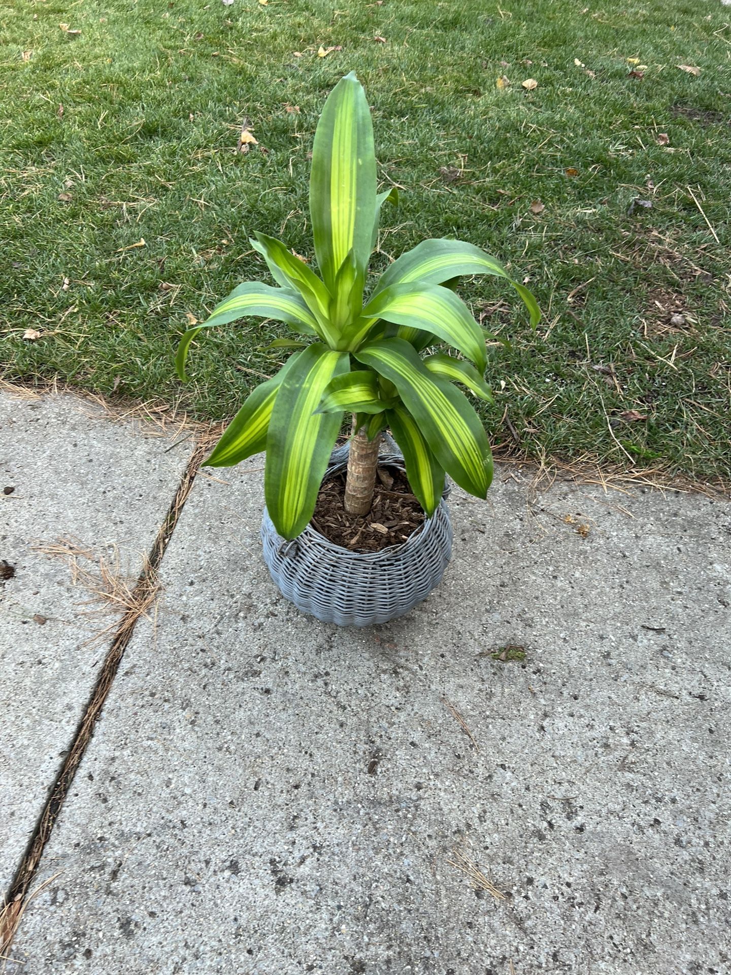 Housplants
