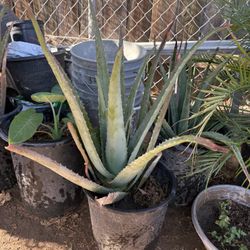 Savila $15.00 Casa Una $15.00 Each  Alovera Plant 