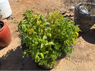 Ready made herb garden