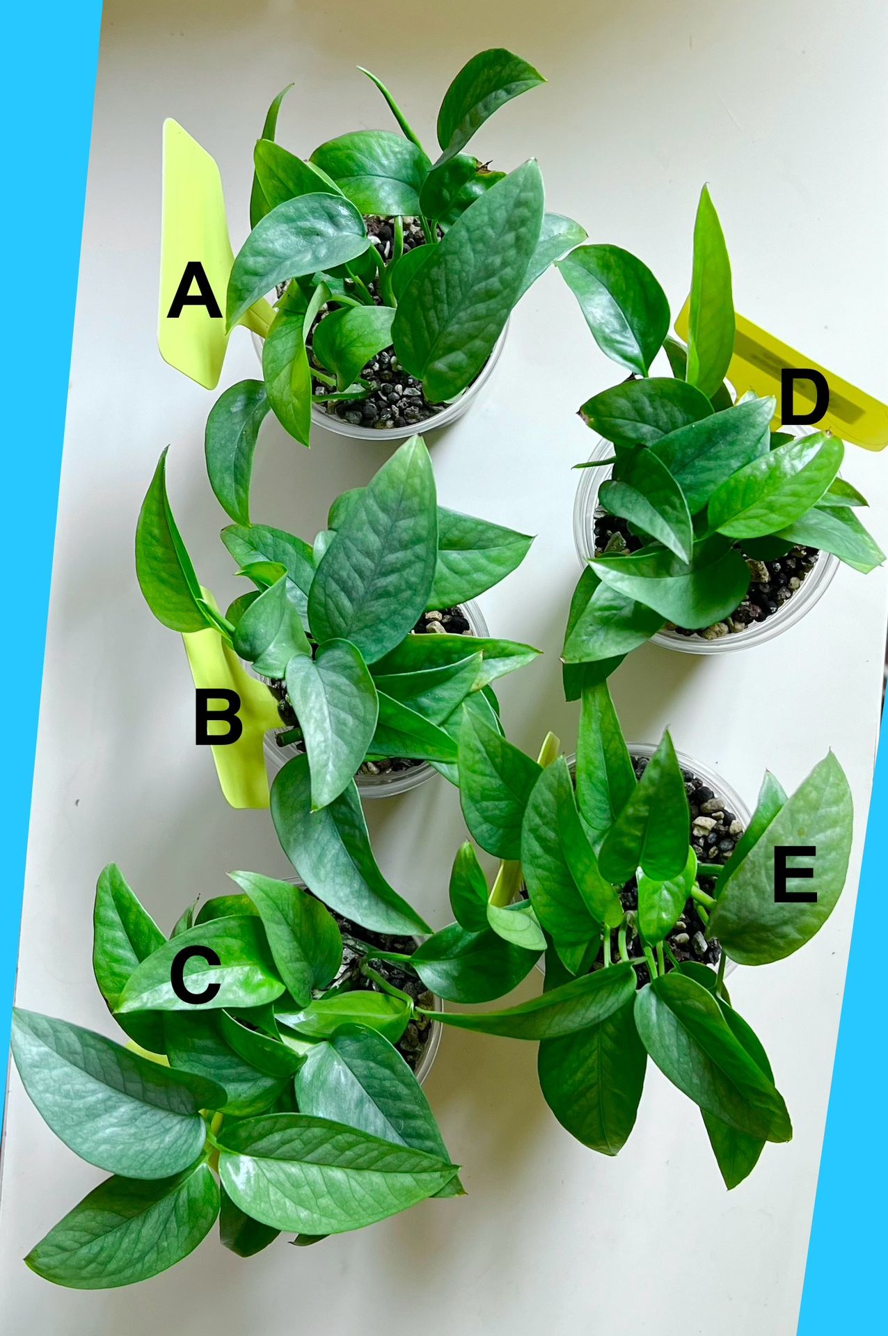 Cebu Blue Pothos