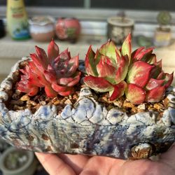 Succulents