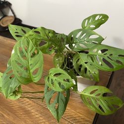 Monstera Adansonii Narrow   