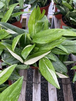 Variagated Monstera Standleyana Cobra Rooted Cuttings