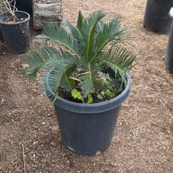 Sago Palm 