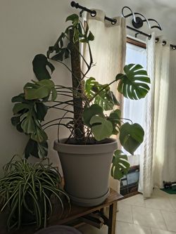 Mature Monstera Plant 5' Tall