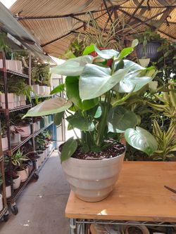 Monstera  Deliciosa Indoor Plant