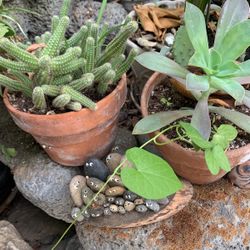 Plant In Clay Pot 6 X 6 Inch Cactus And Succulents. $10 Each.