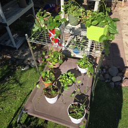 Vining Insulin Plants...$6 To $25 Each