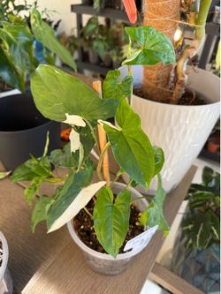 Syngonium Albo