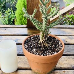 Live indoor Jumping Cholla cactus plant in a terra cotta planter pot—firm price