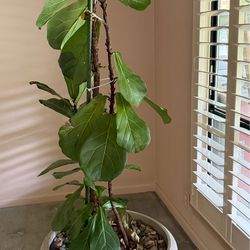 Potted 6’ Fiddle-leaf Fig Tree Houseplant Real Indoor Excellent Condition