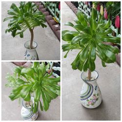 $8 Plants