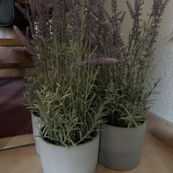 IKEA Plants Like New