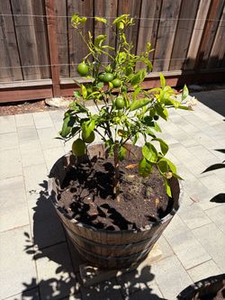 Potted Citrus Tree in Barrel Planter