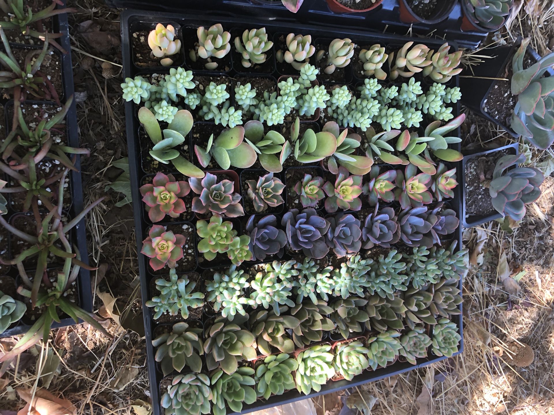Succulents