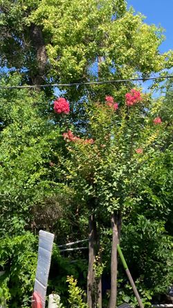 it’s a 45 gallon and a 10 foot tall Crape Myrtle it’s a 45 gallon and a 10 foot tall
