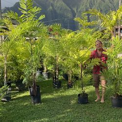 Palms For Sale 