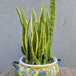 Snake Plant In Decorative Vase