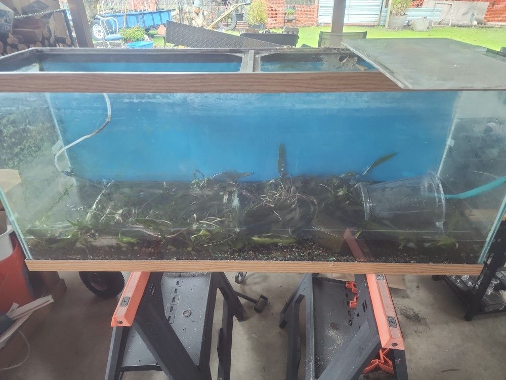 55 Gal Aquarium Tank