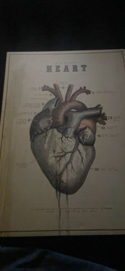 Anatomical Heart Diagram Art Print