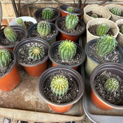 Cactus Echinopsis Oxygon 