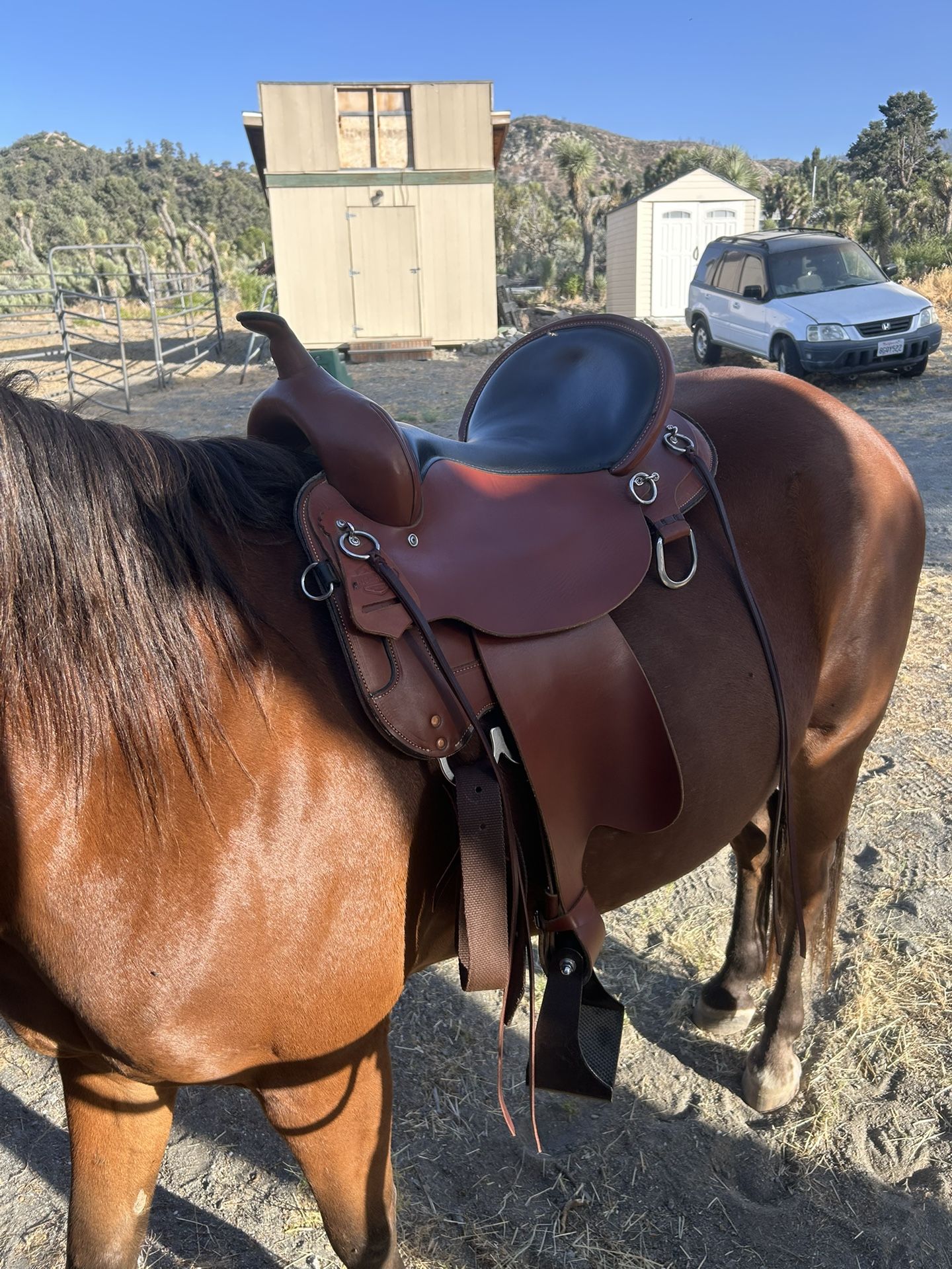 circle Y high horse little river saddle