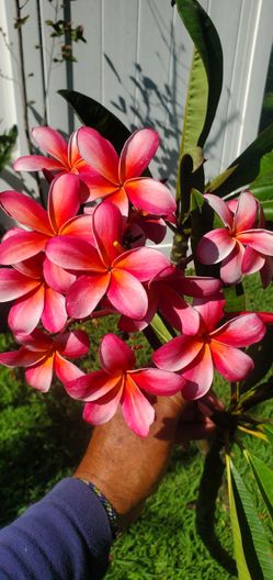 #46 Violet rainbow Plumeria Plant rooted 5gal