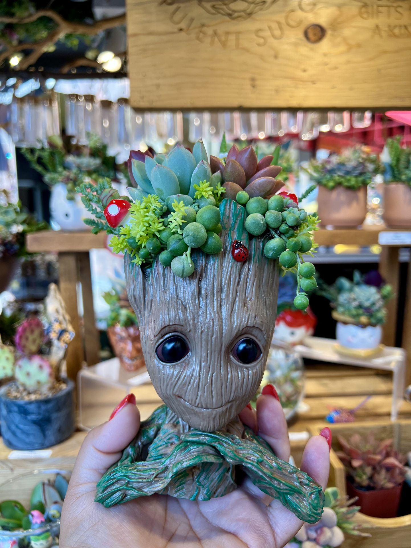 Groot Succulent Arrangement