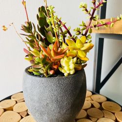 Succulent Arrangement