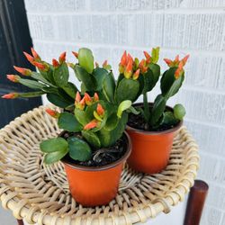 Orange Spring Flowering Cactus  Plant Houseplant 4” Pot Succulent BLOOMING - 5 each 