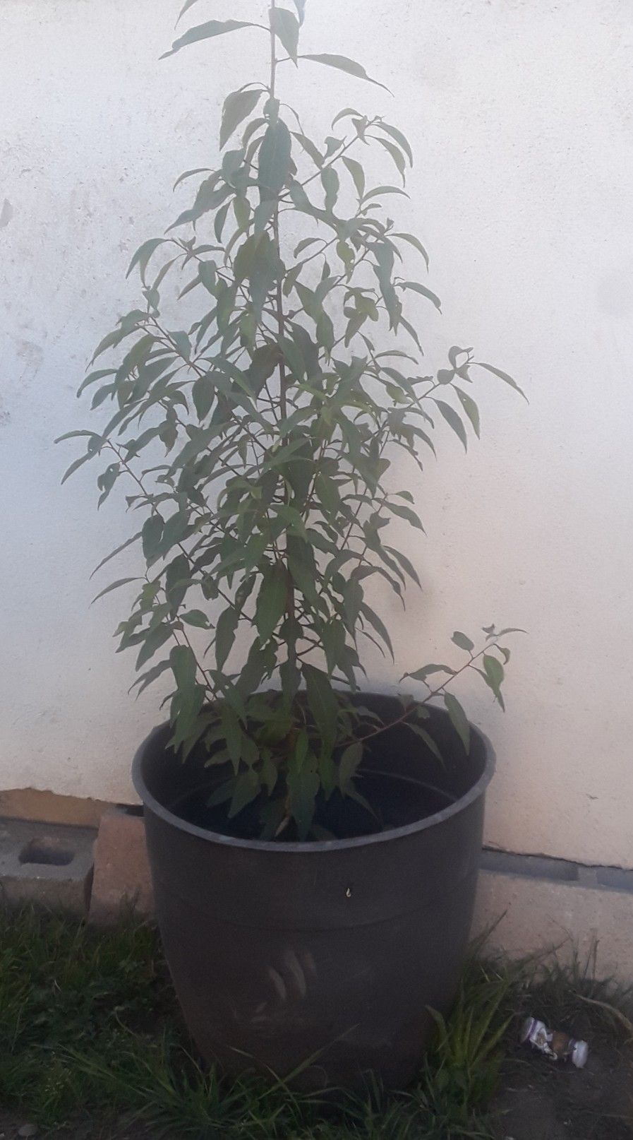 árbol de capulin