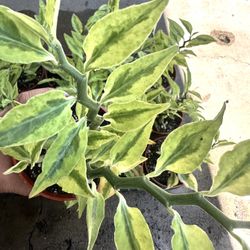 Euphorbia tithymaloides Variegated Plant ( Indoor - Outdoor)