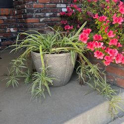 Extra Large Spider Plant With Pot