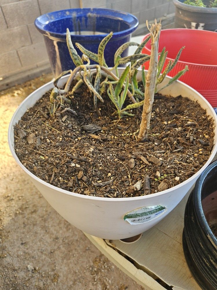 Plants