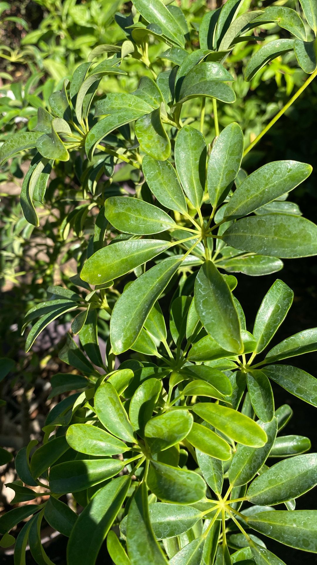 Umbrella Tree Tropical Plant / Árbol Paraguas