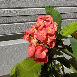 Planta Corona DE Cristo.  Crown Of Thron Plant 