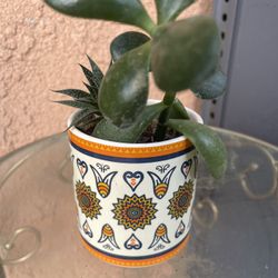 HERMOSAS PLANTAS NATURALES “SUCULENTAS PLANT 