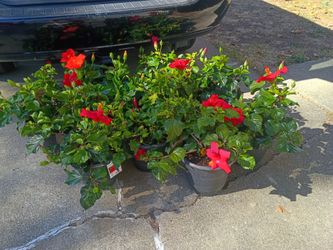 8 Tradewinds 'Brilliant Red' Hibiscus