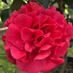 Camellia 'Kramer's Surprise' (Red)