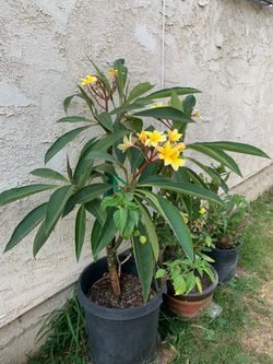 Vendo plumeria amarillo durazno