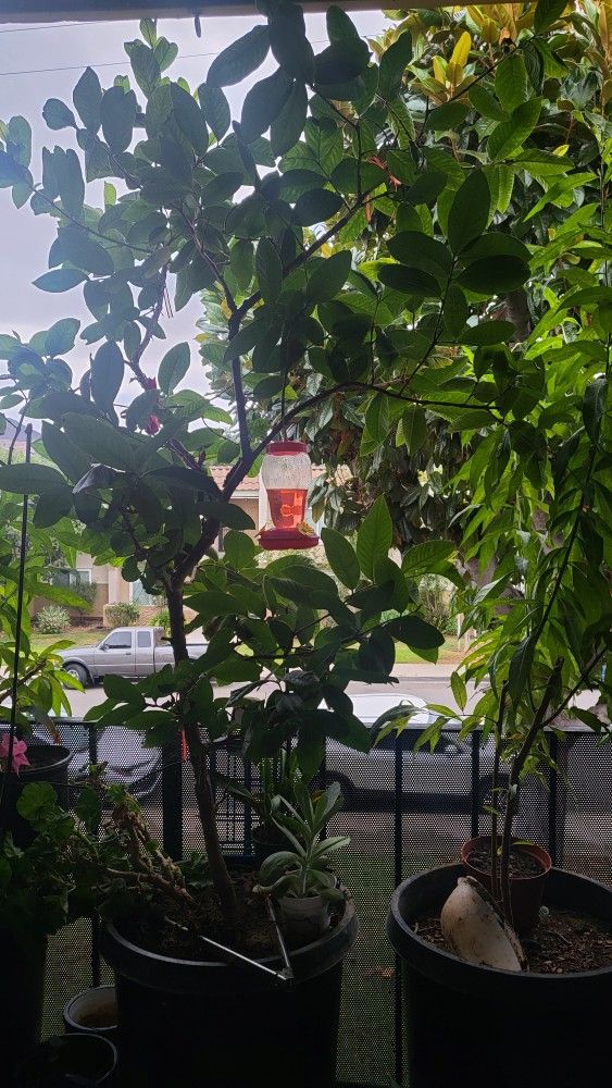 Organic Pink Guava Tree Plant $145.00