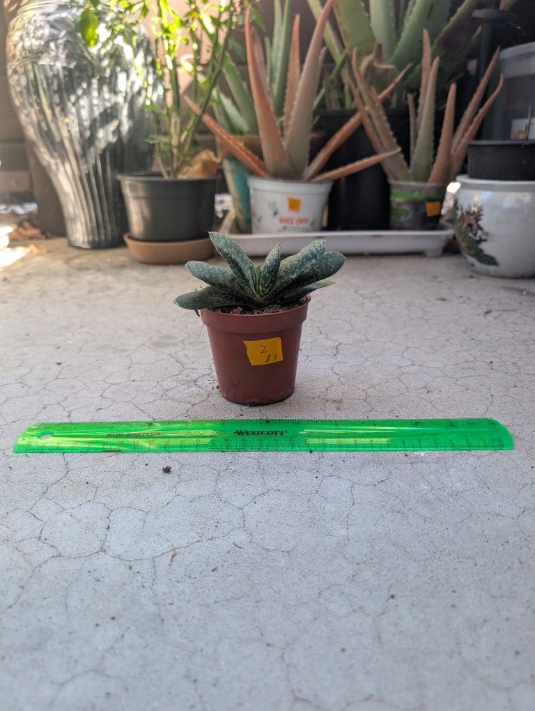 Green Dragon Gasteria 2