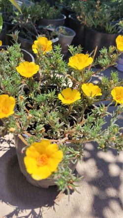 Moss Rose Portulaca Plant