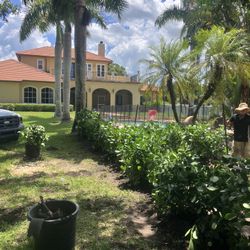 Clusias perfect for privacy. All size is available starting at five dollars.