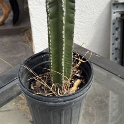 Pachycereus Marginatus Cactus 11”-12”tall