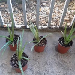 Aloe Vera Real Plants $2 Each