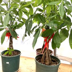 food for palm plants NutriPod for Palm Trees