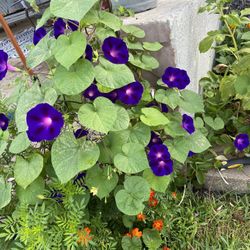 Purple Morning Glory Plants