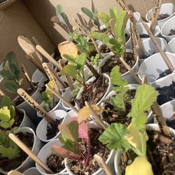 Kale, Radish, Cucumber, And Zucchini Veg 🌱