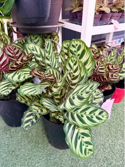 Plants (6”pot🌿Calathea Makoyana & Dottie $15 each)